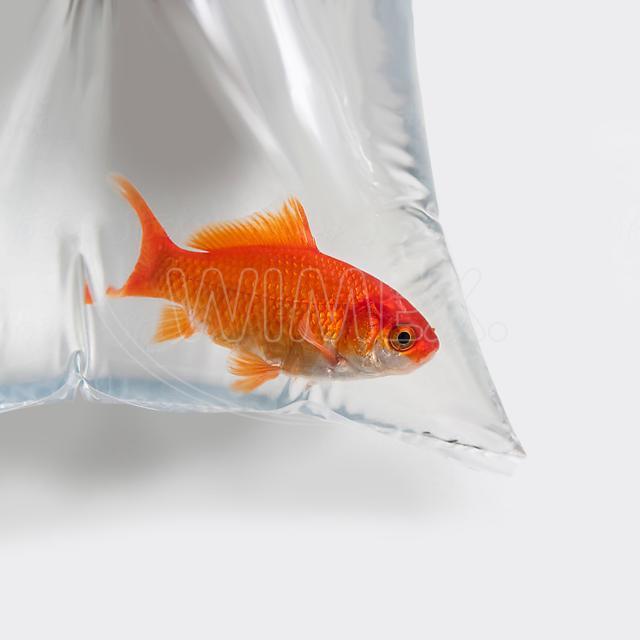 Sáček plochý (LDPE) transparentní 20 x 30 cm [100 ks]